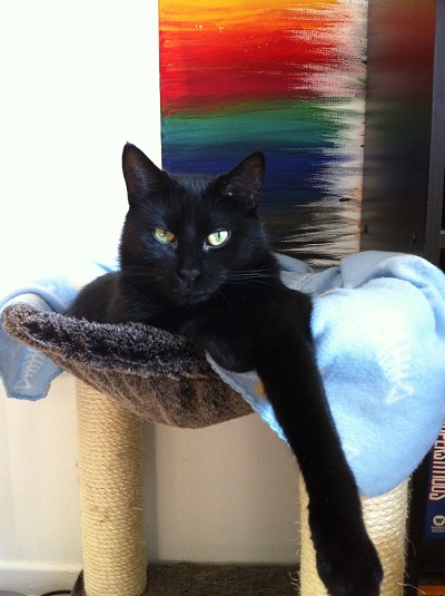 Home visits for cat - Sexy Toothless!